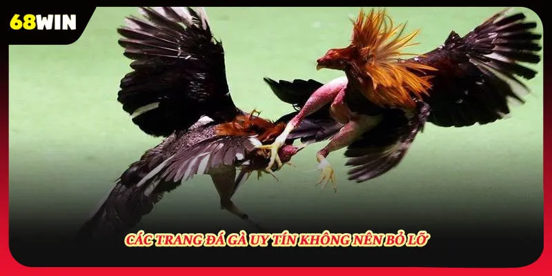 Các trang đá gà uy tín không nên bỏ lỡ