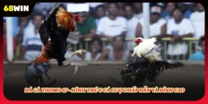 Đá Gà Thomo 67 - Hình Thức Cá Cược Hấp Dẫn Và Đỉnh Cao