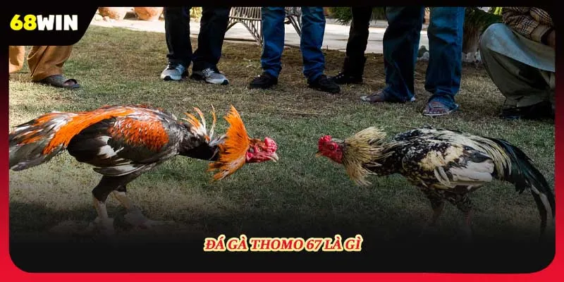 Đá gà Thomo 67 là gì