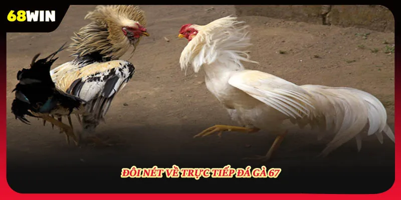 Giới thiệu về trực tiếp đá gà 67