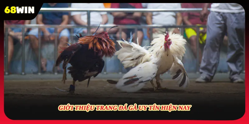 Giới thiệu trang đá gà uy tín hiện nay