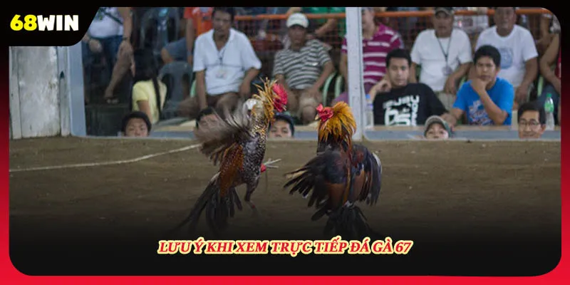 Lưu ý khi xem trực tiếp đá gà