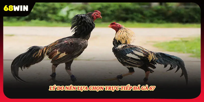 Lý do nên theo dõi trực tiếp đá gà 67