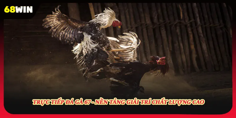 Trực Tiếp Đá Gà 67 - Nền Tảng Giải Trí Chất Lượng Cao