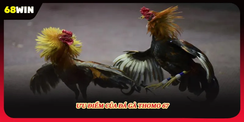 Ưu điểm của đá gà Thomo 67